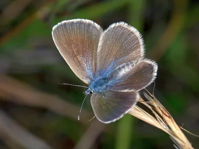 Glaucopsyche alexis