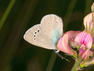 Glaucopsyche alexis