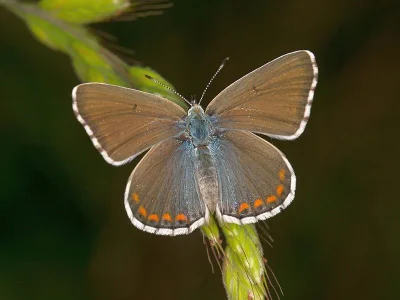 Polyommatus (Lysandra) bellargus