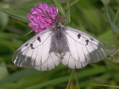 Parnassius (Driopa) mnemosyne