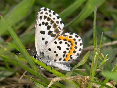 Scolitantides (Scolitantides) orion