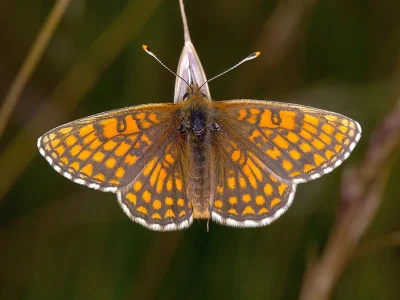 Melitaea (Mellicta) aurelia