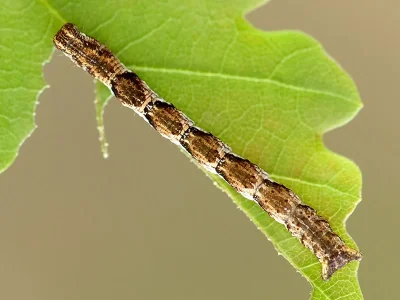 Cyclophora (C.) quercimontaria