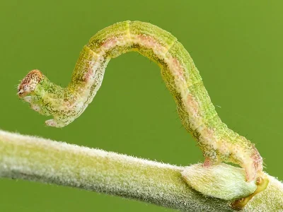 Cyclophora (C.) pendularia