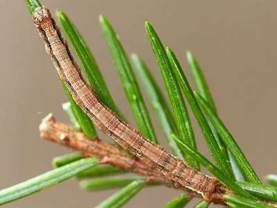 Peribatodes secundaria