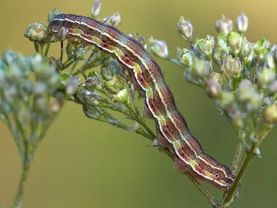Heliothis (H.) viriplaca