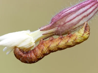 Sideridis (Aneda) rivularis