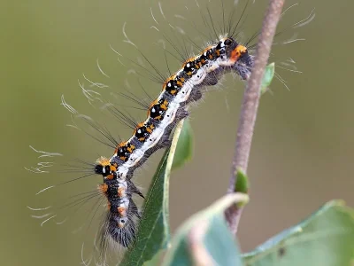 Acronicta (Triaena) tridens