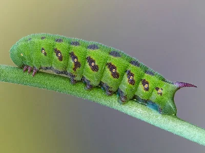 Hemaris (Eitschbergera) tityus