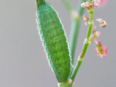 Polyommatus (P.) icarus