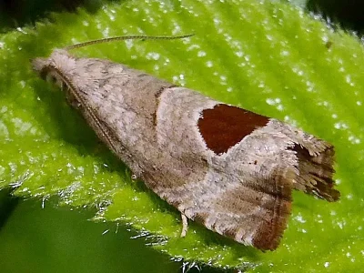 Notocelia uddmanniana
