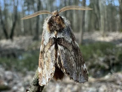 Odontosia sieversii