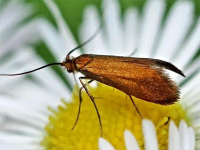 Adela violella