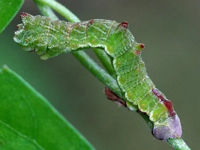 Geometra papilionaria