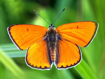 Lycaena (Thersamolycaena) dispar