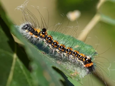 Acronicta (Triaena) tridens