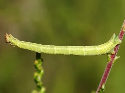 Chlorissa viridata