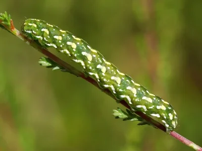 Anarta (A.) myrtilli