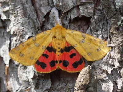 Diacrisia purpurata