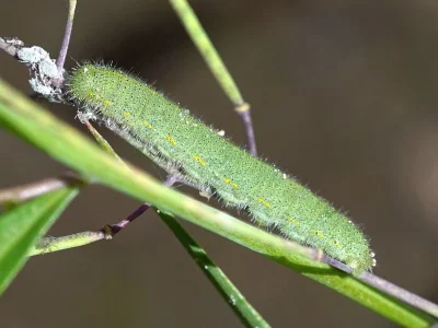 Pieris (Artogeia) rapae