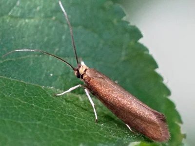 Roeslerstammia erxlebella