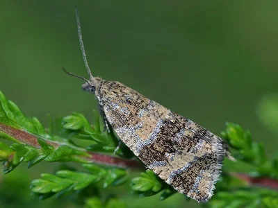 Phiaris metallicana