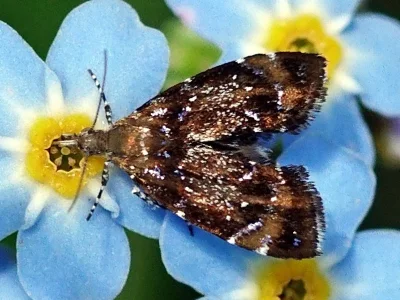 Prochoreutis sehestediana