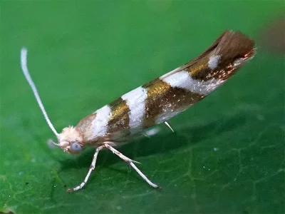 Argyresthia (Argyresthia) goedartella