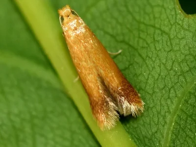 Tischeria ekebladella