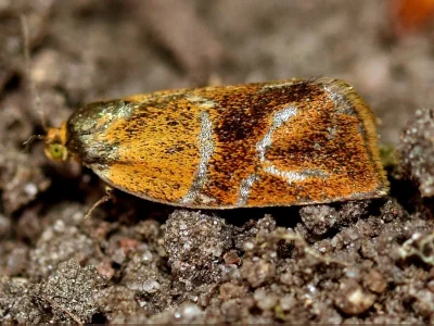 Ptycholoma lecheana