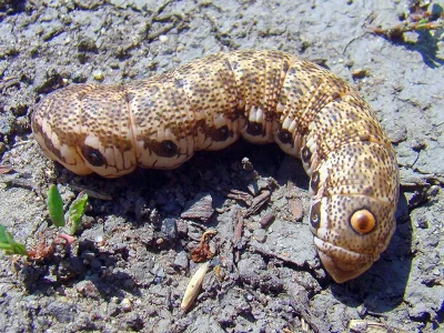 Proserpinus proserpina