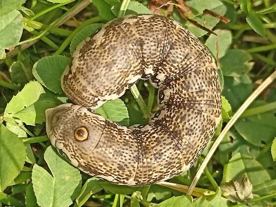 Proserpinus proserpina