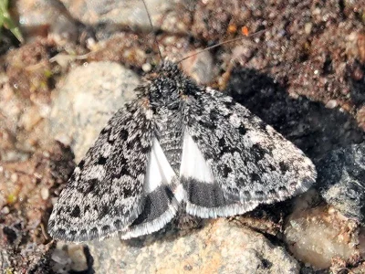 Sympistis heliophila