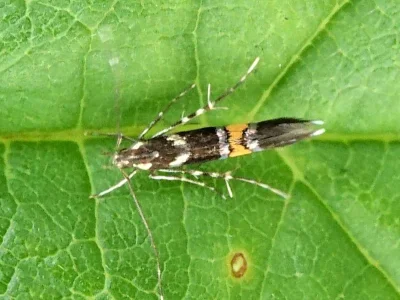 Cosmopterix zieglerella