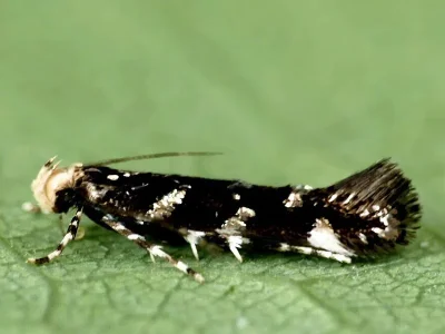 Eteobalea anonymella