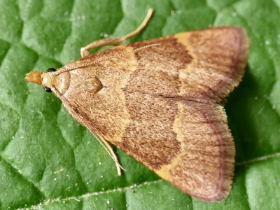 Hypsopygia rubidalis