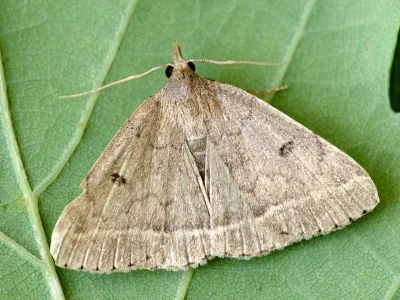 Zanclognatha zelleralis