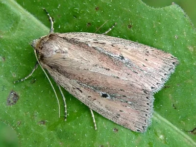 Archanara dissoluta