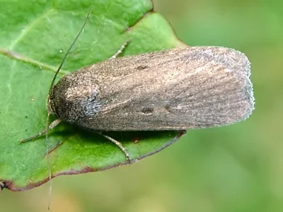 Gracilathetis lepigone