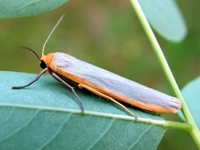 Eilema (Manulea) complana
