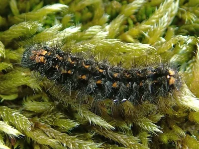 Eilema (Collita) griseola