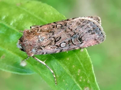 Euxoa (Euxoa) tritici