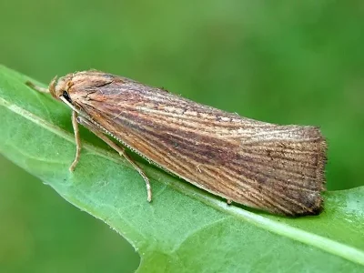 Orthotelia sparganella