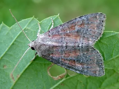 Parastichtis suspecta