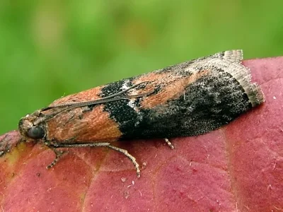 Sciota adelphella