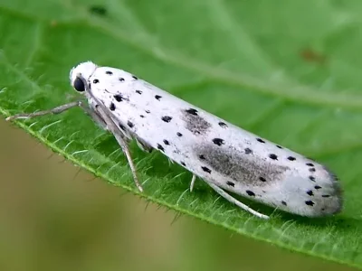 Yponomeuta irrorella