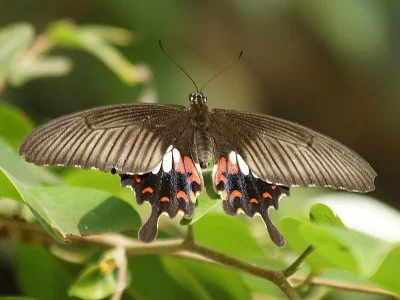 Papilio (Menelaides) polytes