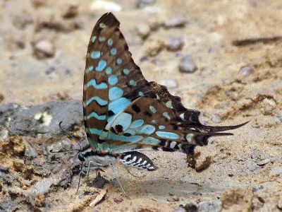 Graphium (Arisbe) policenes