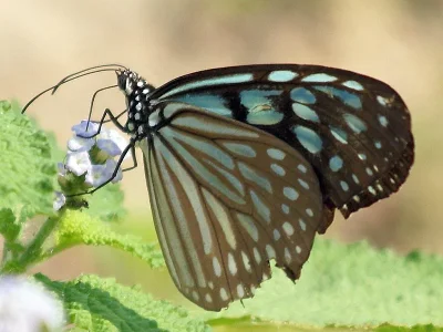 Ideopsis similis
