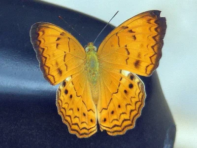 Cirrochroa tyche